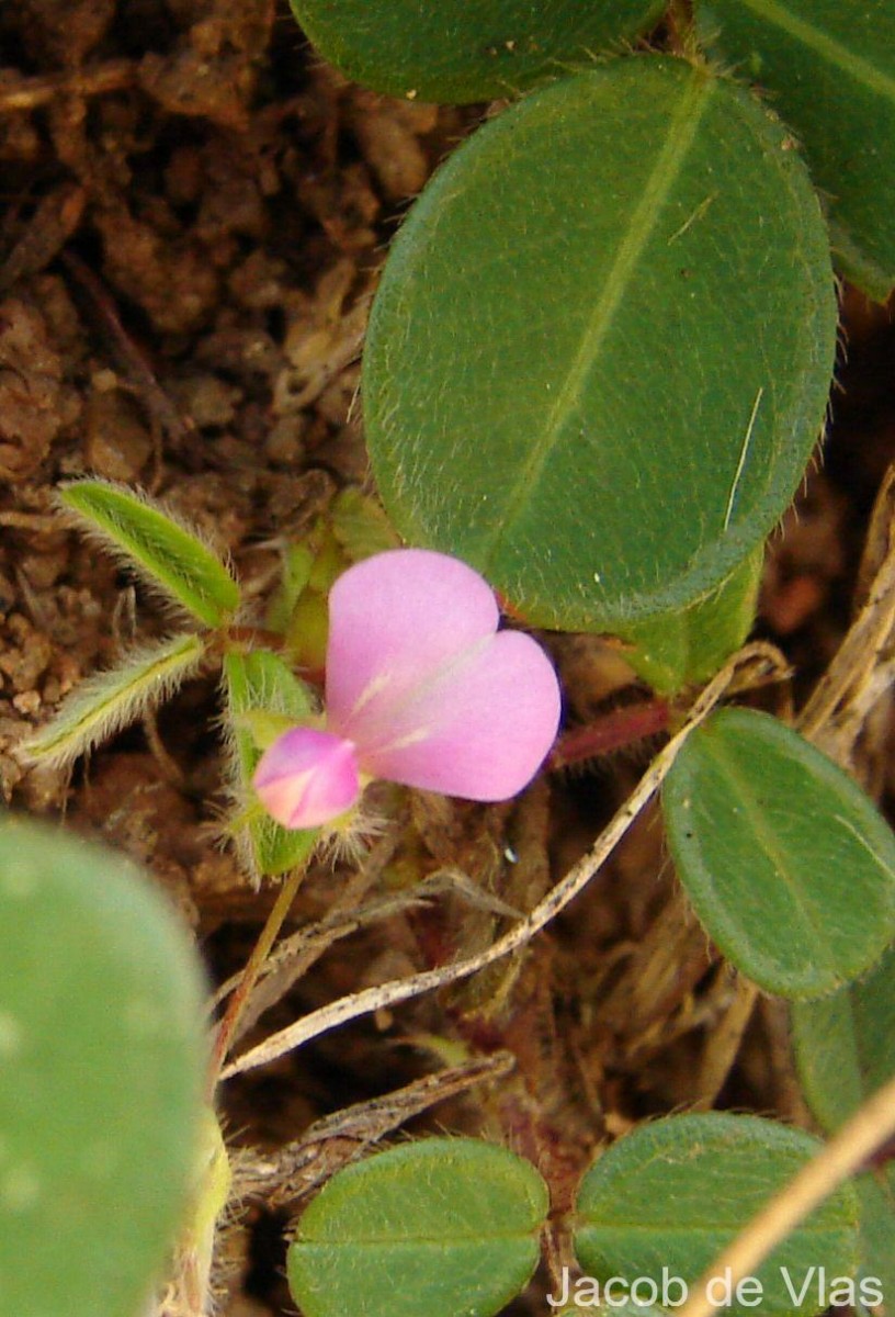 Grona heterophylla (Willd.) H.Ohashi & K.Ohashi